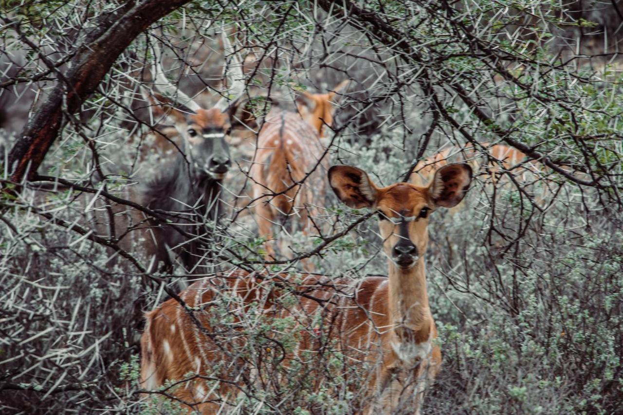 Wildehondekloof Game Lodge Matjiesrivier  Luaran gambar