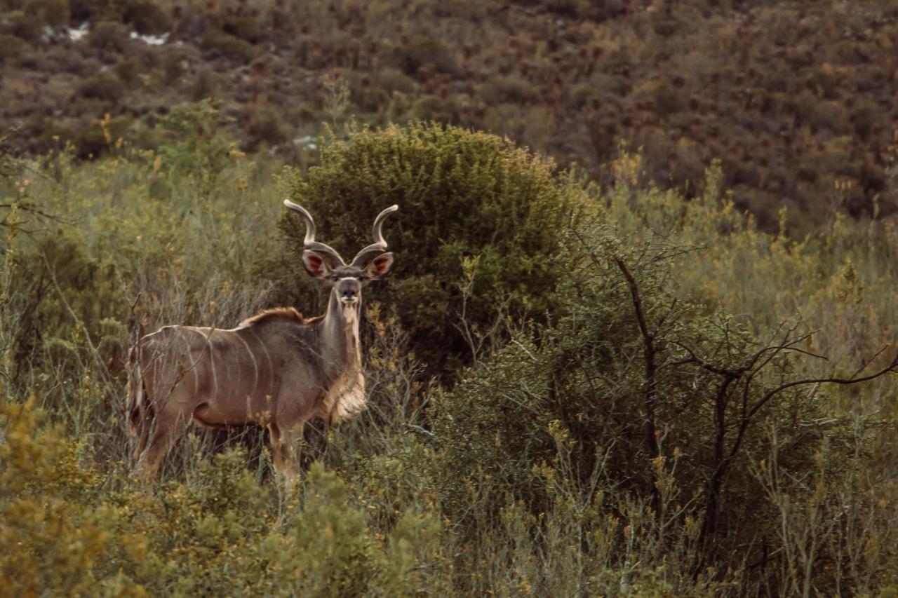 Wildehondekloof Game Lodge Matjiesrivier  Luaran gambar