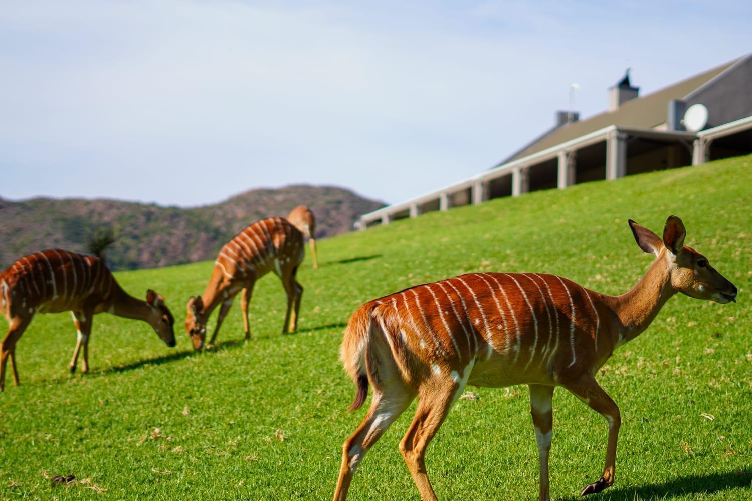 Wildehondekloof Game Lodge Matjiesrivier  Luaran gambar
