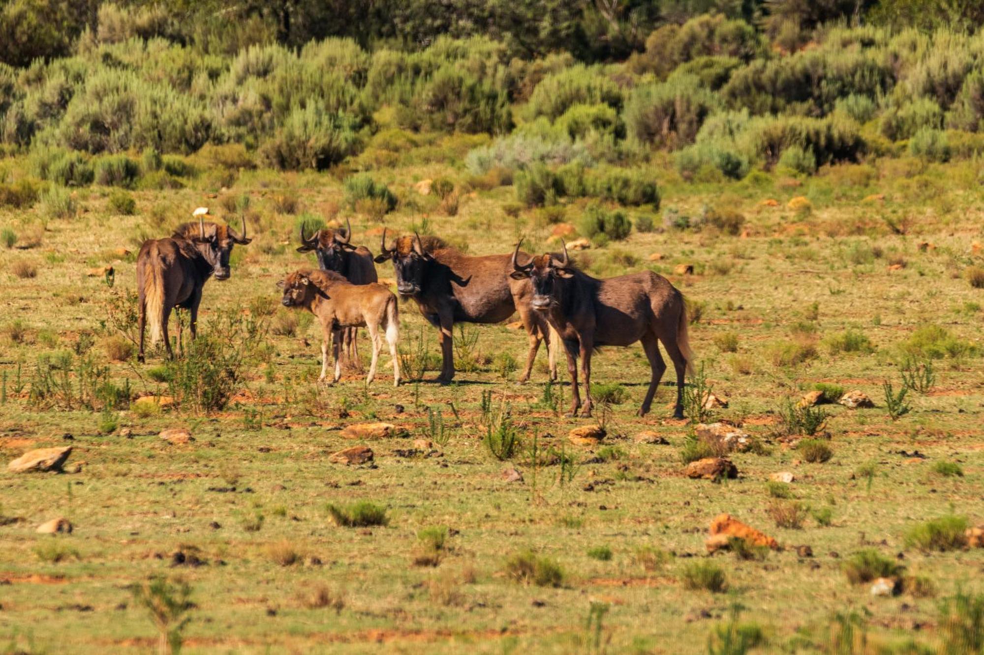 Wildehondekloof Game Lodge Matjiesrivier  Luaran gambar