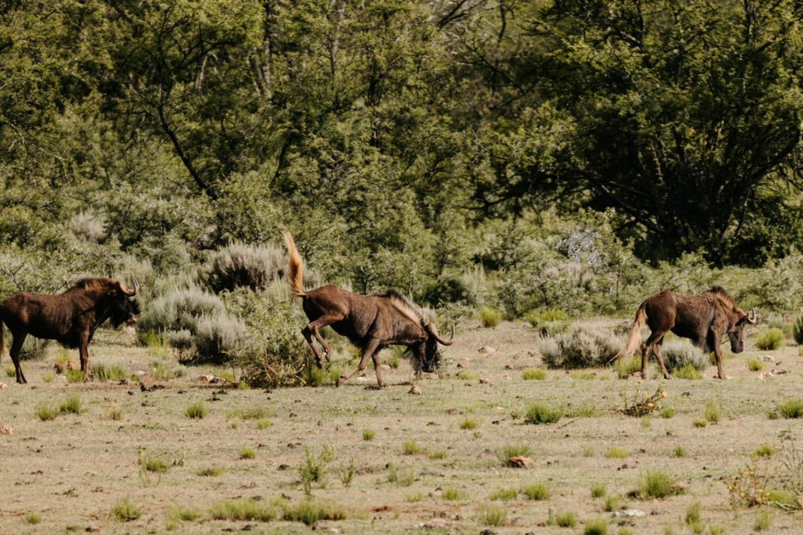 Wildehondekloof Game Lodge Matjiesrivier  Luaran gambar