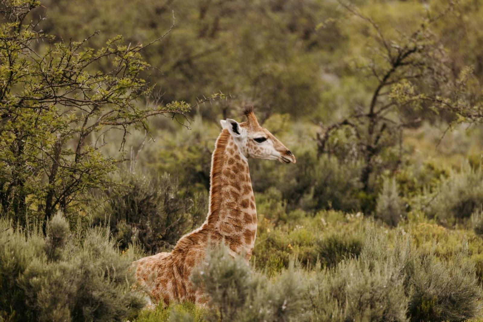 Wildehondekloof Game Lodge Matjiesrivier  Luaran gambar