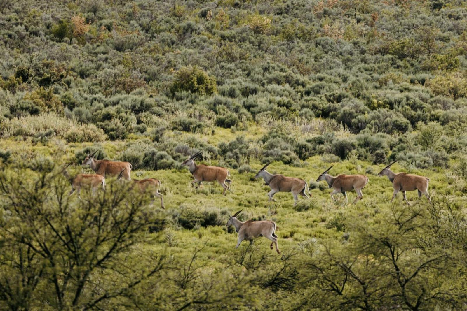 Wildehondekloof Game Lodge Matjiesrivier  Luaran gambar