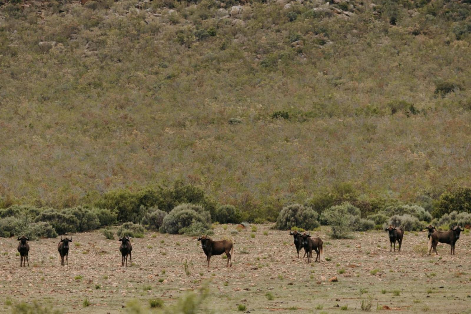 Wildehondekloof Game Lodge Matjiesrivier  Luaran gambar