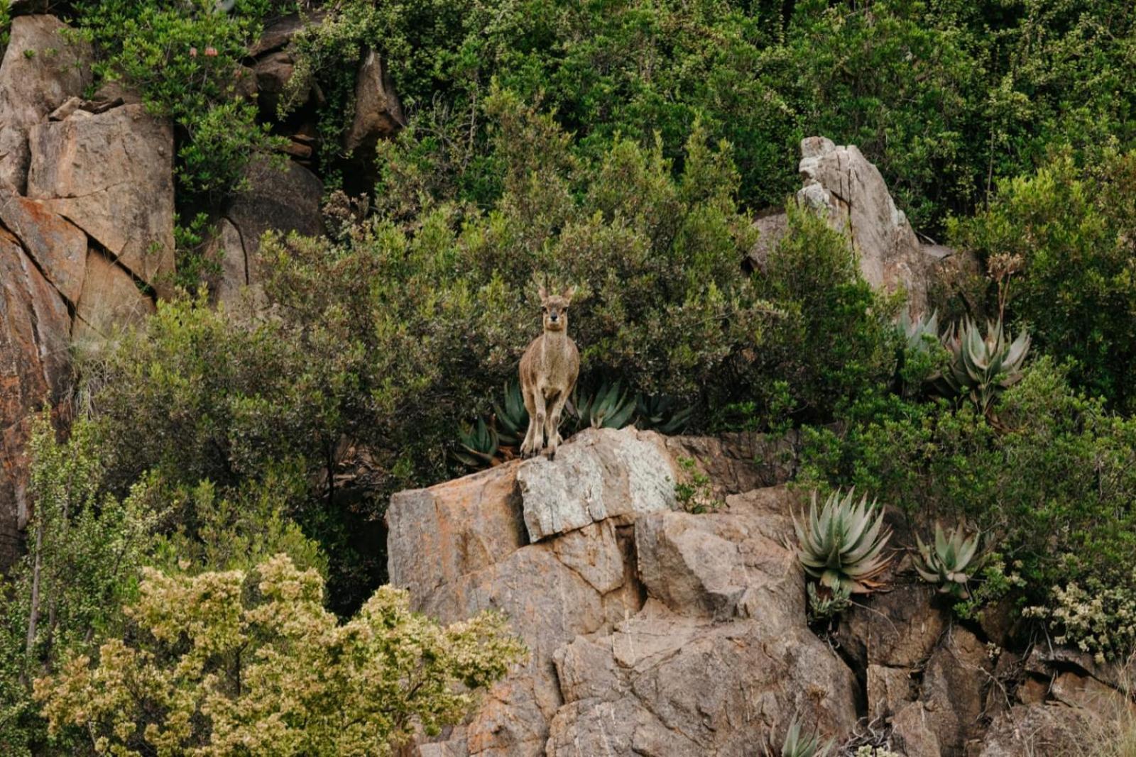 Wildehondekloof Game Lodge Matjiesrivier  Luaran gambar