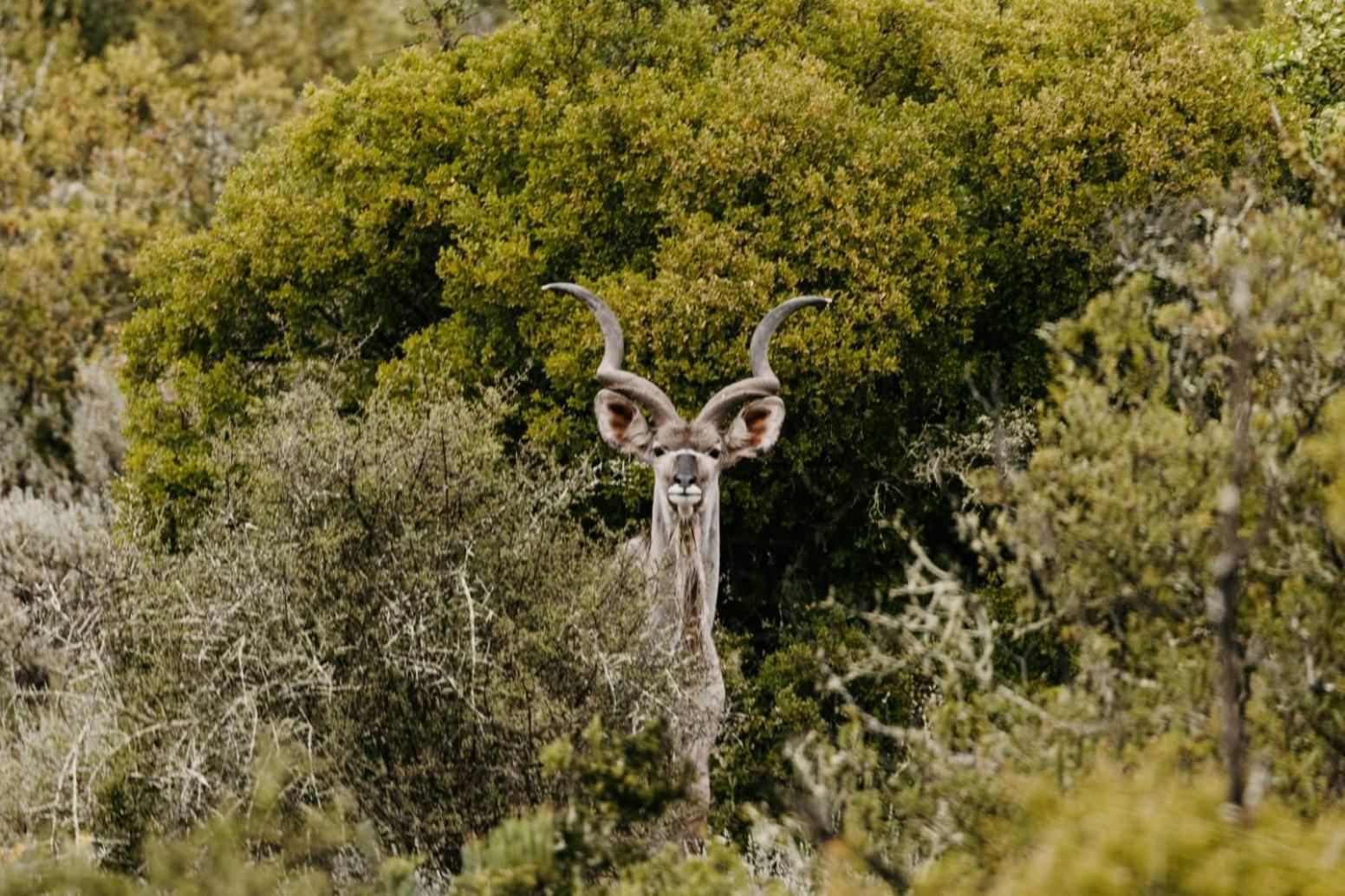 Wildehondekloof Game Lodge Matjiesrivier  Luaran gambar
