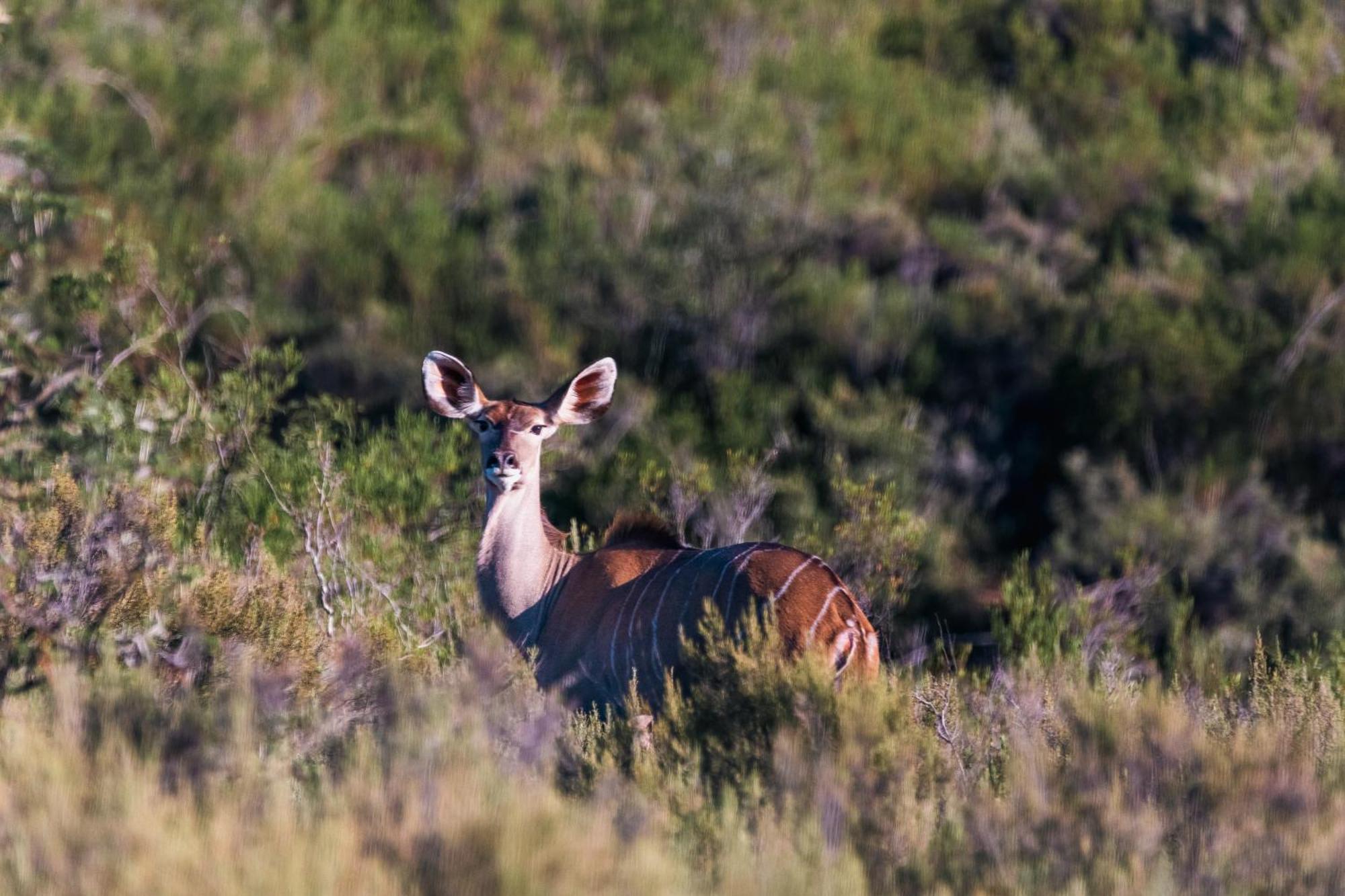 Wildehondekloof Game Lodge Matjiesrivier  Luaran gambar