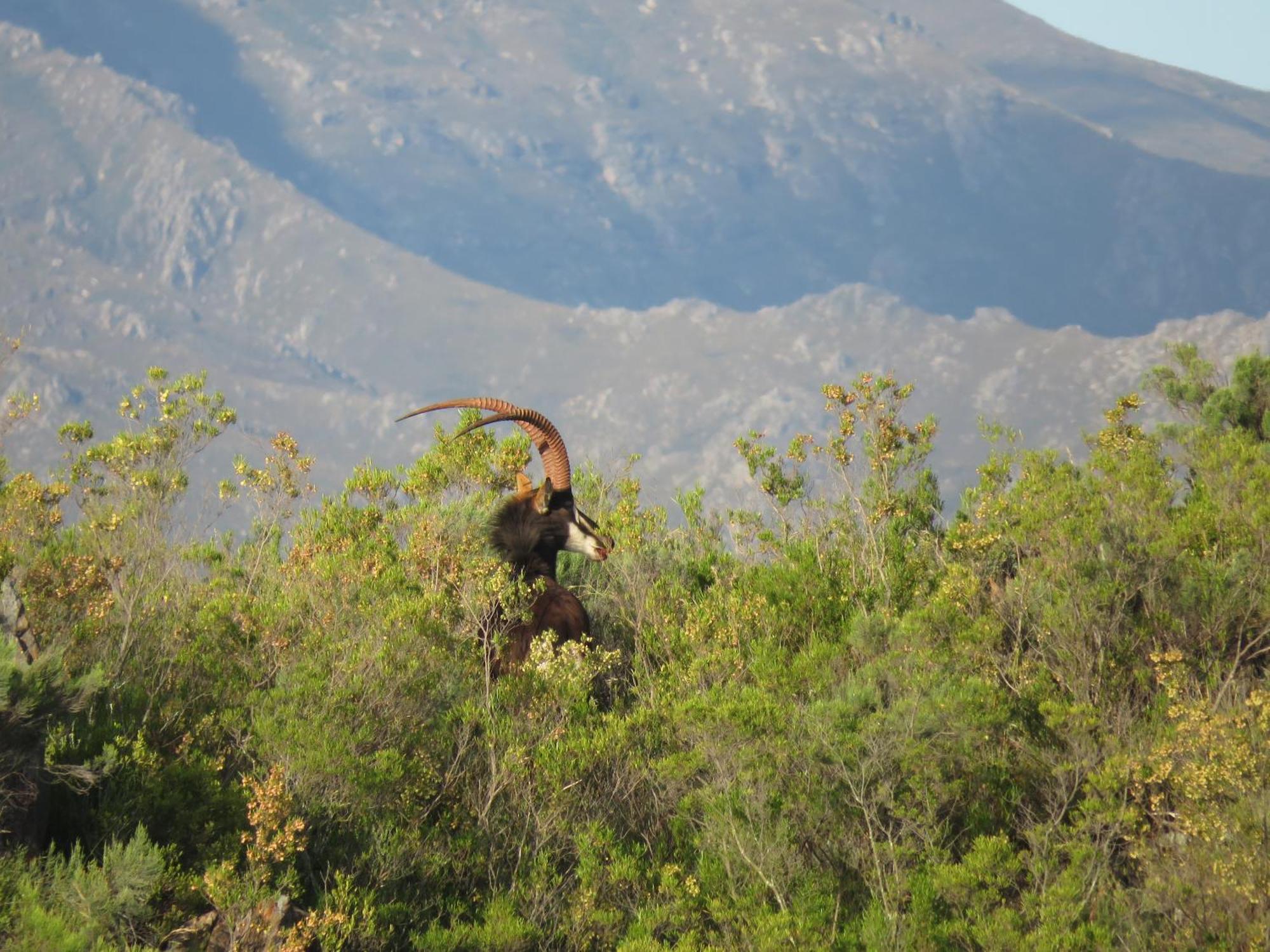 Wildehondekloof Game Lodge Matjiesrivier  Luaran gambar