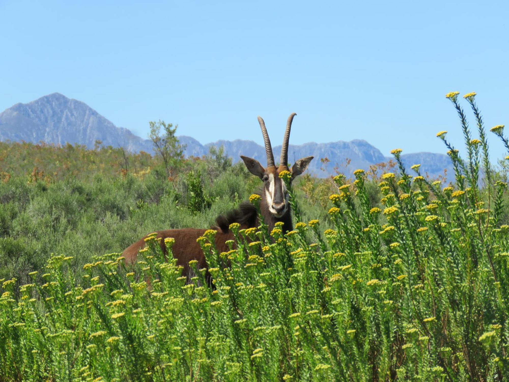 Wildehondekloof Game Lodge Matjiesrivier  Luaran gambar