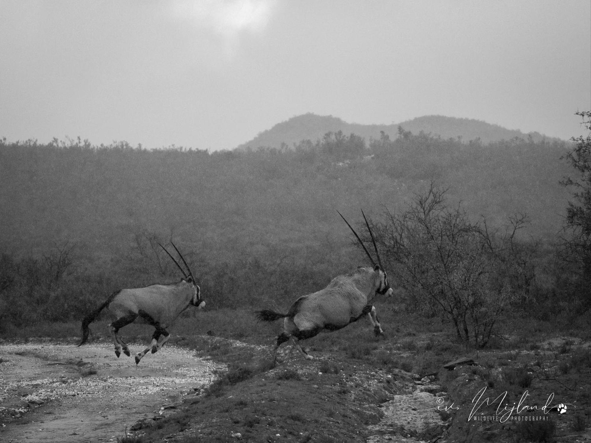Wildehondekloof Game Lodge Matjiesrivier  Luaran gambar