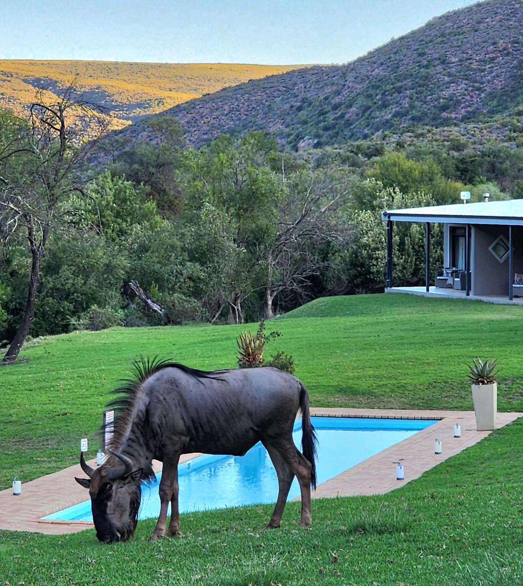 Wildehondekloof Game Lodge Matjiesrivier  Luaran gambar
