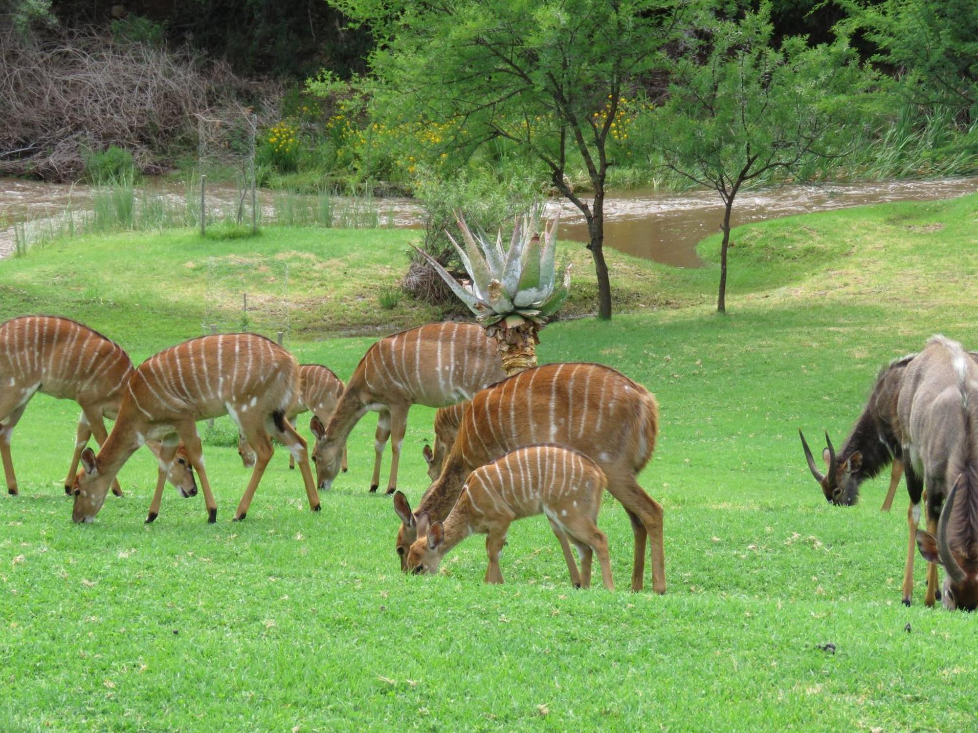 Wildehondekloof Game Lodge Matjiesrivier  Luaran gambar